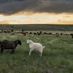 欧美⭕⭕⭕⭕XXXX961
